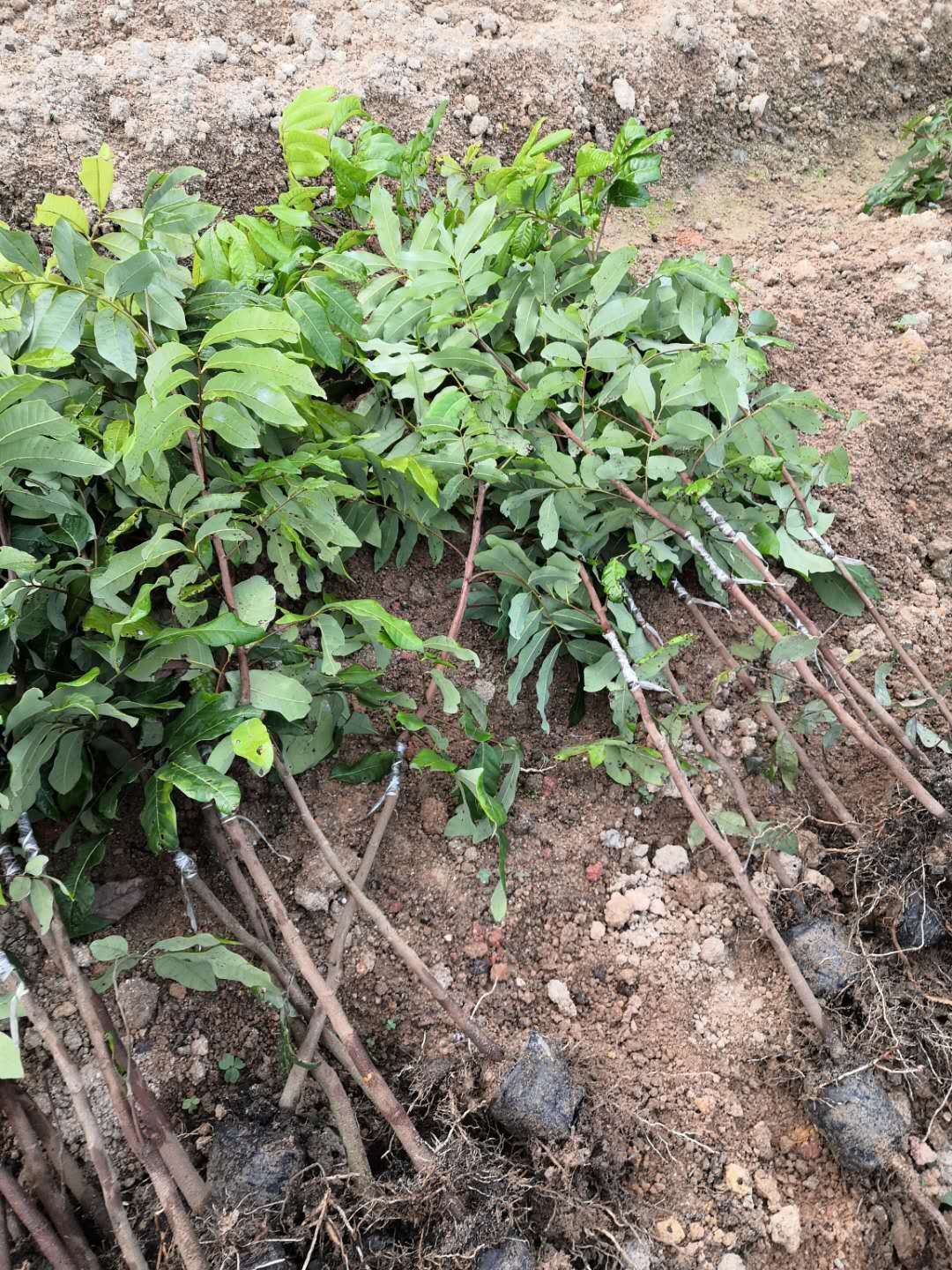 优质石峡龙眼苗（嫁接苗、营养杯苗）