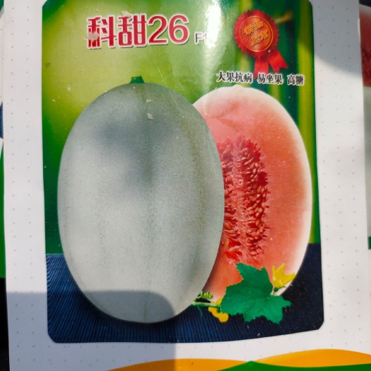 青州市 甜瓜种子