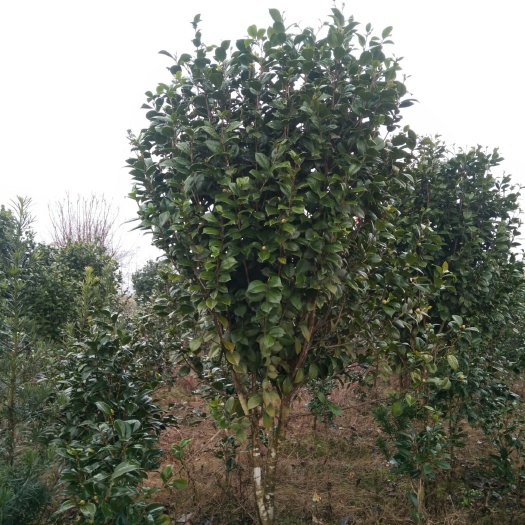 宜春 精品茶花