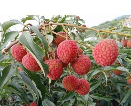 普宁市 荔枝实生苗 妃子笑荔枝、桂味荔枝、无核荔枝苗等嫁接苗皆有