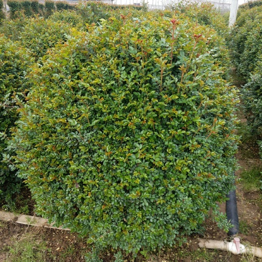 南阳月季球 月季花球 造型月季 基地直供