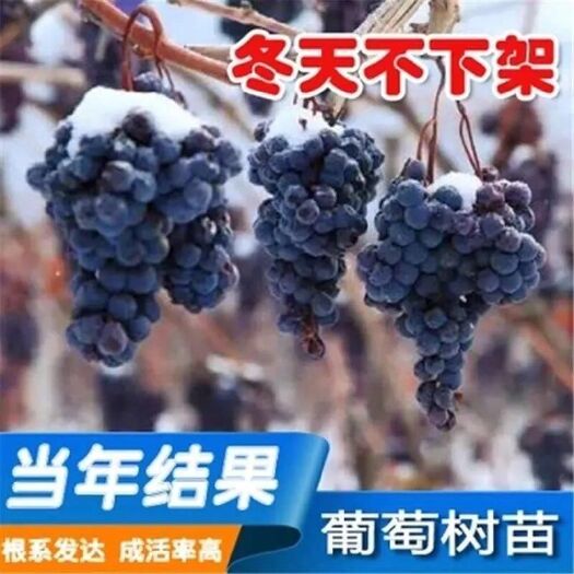 北票市 不下架的葡萄苗
