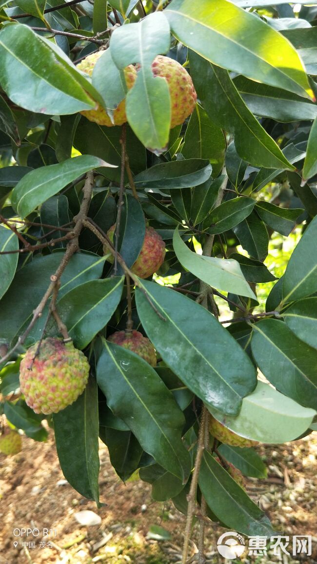 仙进奉荔枝苗  先进奉荔枝苗  广西灵山果肉厚，蜡黄色