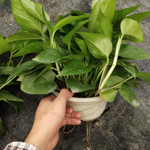 广州 180绿萝有大量货。