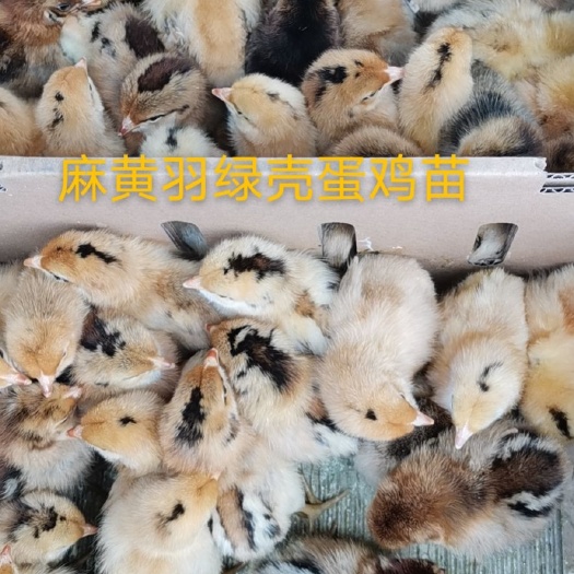 简阳市绿壳鸡苗 黄麻羽出壳