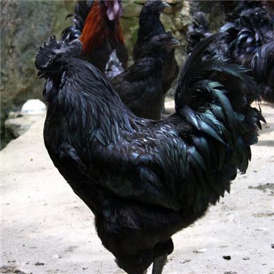 南宁 肉用五黑鸡苗   孵化场直销  包打疫苗  技术指导