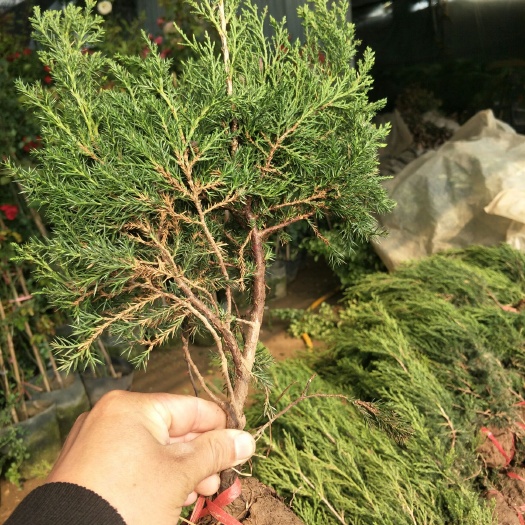 泰安蜀柏 50公分蜀侩树苗 二年蜀侩基地，山东批发蜀侩树苗