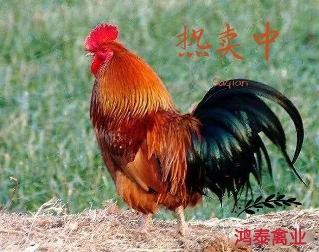 张家界 常年提供优质九斤红(k9）鸡苗，包成活，包运输