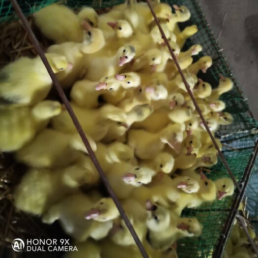 东明县 大三花鹅苗