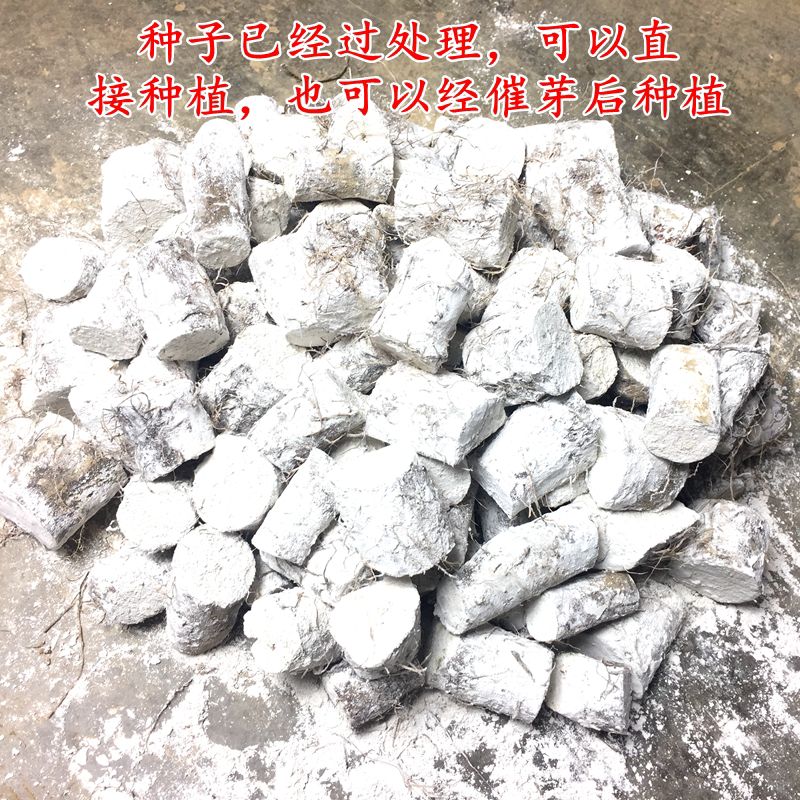  广西南宁产地正宗紫玉淮山药紫山药种苗