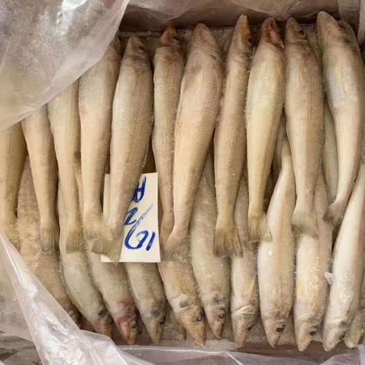 北海沙丁鱼干 1个月