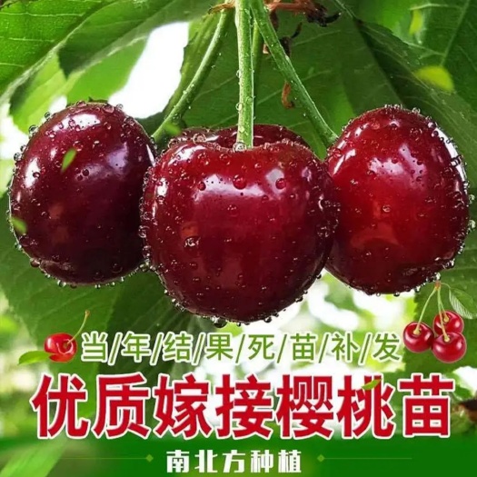 平邑县布鲁克斯樱桃树苗 樱桃树苗，矮化盆栽，地栽樱桃树苗，自有基地，现挖现发品种齐全