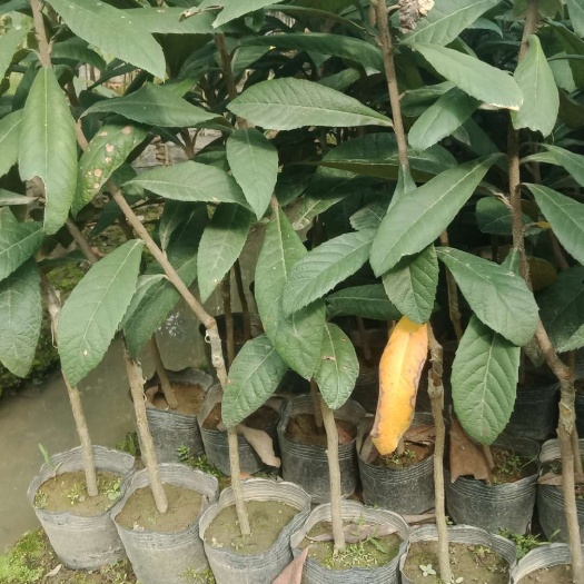 普宁市早钟6号枇杷苗 中杯枇杷苗，产地直销，