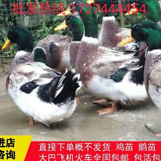 南宁 大种麻鸭苗青头鸭 水鸭苗活体大种番鸭苗量大从优包活包邮