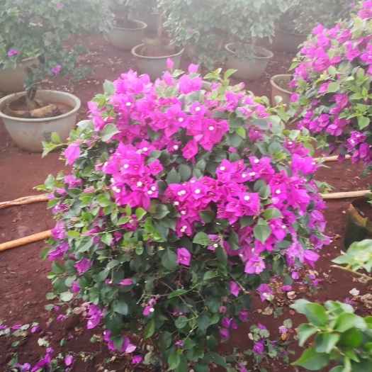  紫花三角梅