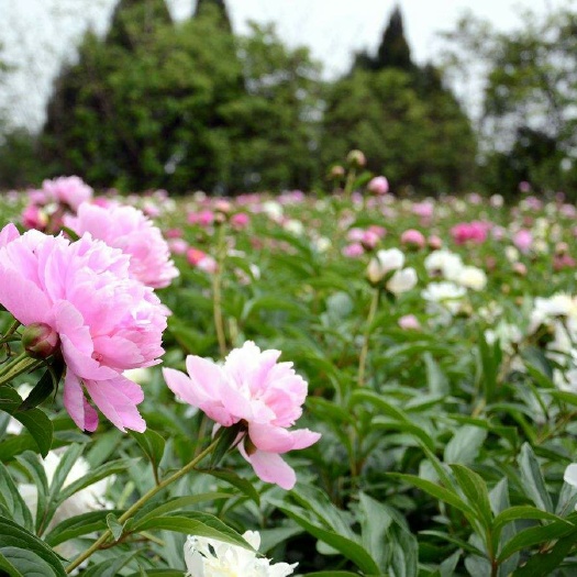 什邡市 芍药花 鲜切花 插花 重瓣 牡丹 基地直发现货供应