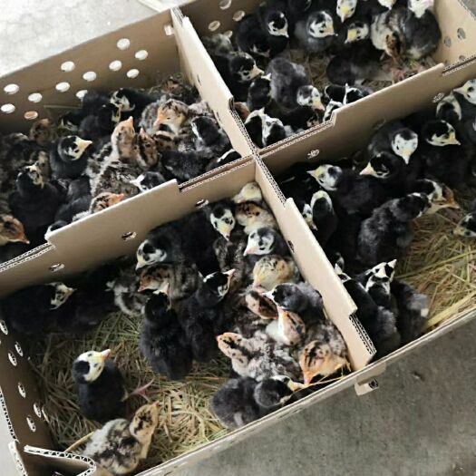 南宁大种杂交鸭苗