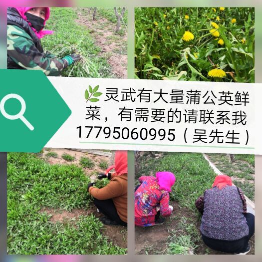 灵武市蒲公英菜 2000亩蒲公英鲜菜，四季供应