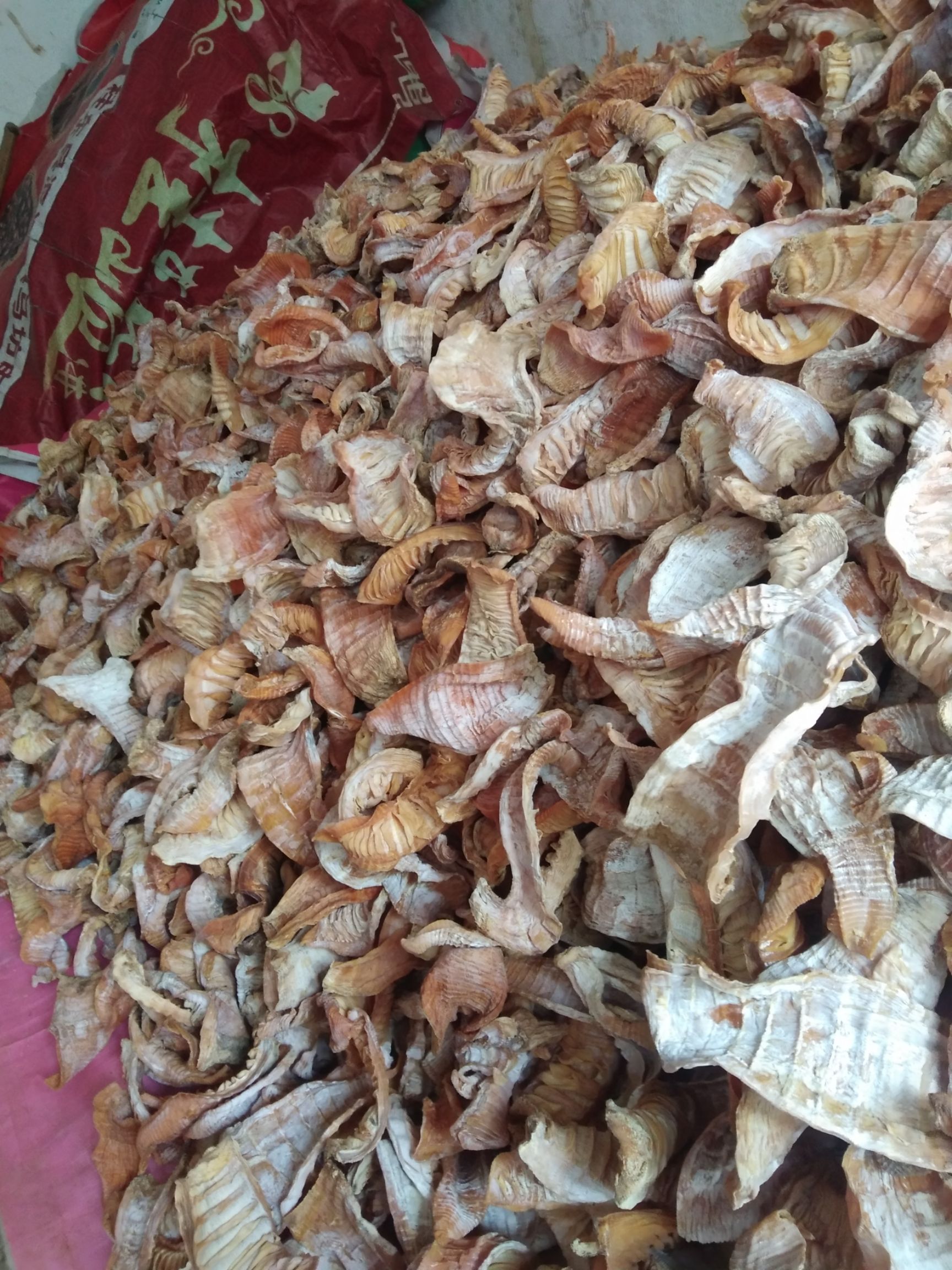  新鲜春笋干玉兰片