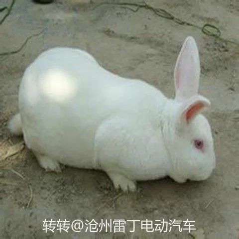 沧州肉兔 3-5斤