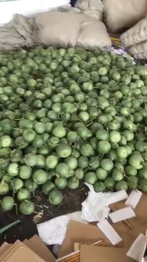 羊角蜜甜瓜 所有品种瓜已上市