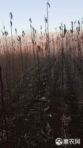 花牛苹果树苗 各种果树苗李子树苗