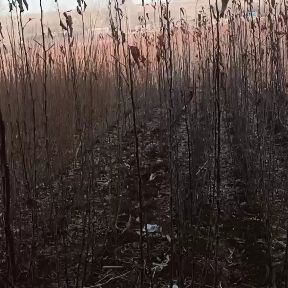 花牛苹果树苗 各种果树苗李子树苗