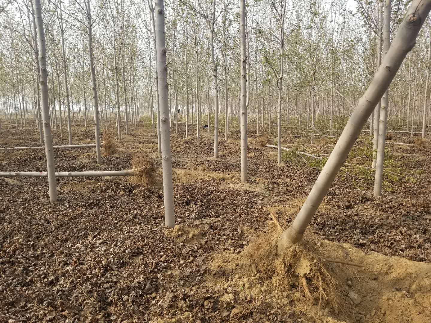 美国红枫