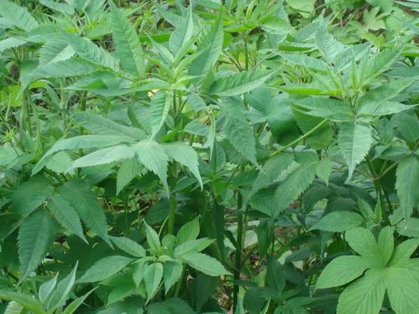 重庆市 大量非种植鬼针草预售，