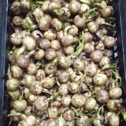 恭城县广西桂林慈菇白肉慈姑种果食用茨菇种苗发售出芽率高
