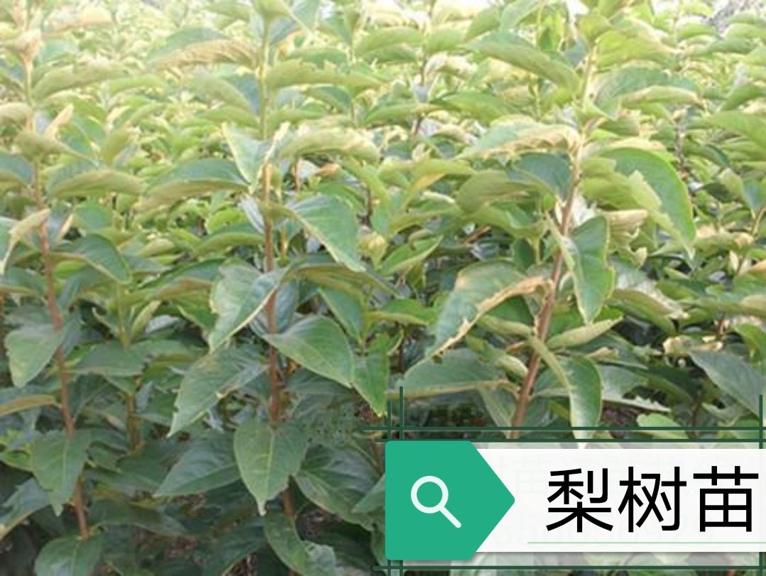  梨树苗基地直供，一手货源无中介，包质量，成活率高，量大从优