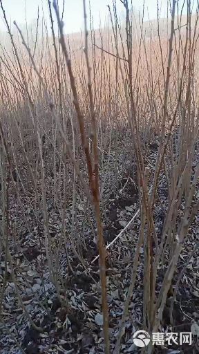 花牛苹果树苗 各种果树苗李子树苗