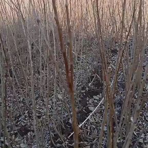 花牛苹果树苗 各种果树苗李子树苗