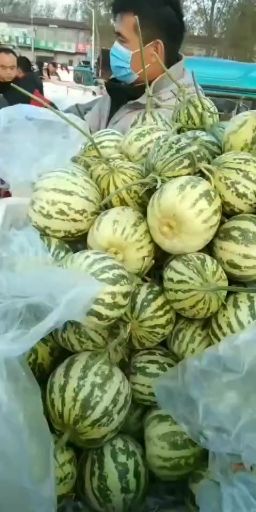 羊角蜜甜瓜 所有品种瓜已上市