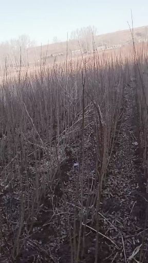 长春花牛苹果树苗 各种果树苗李子树苗