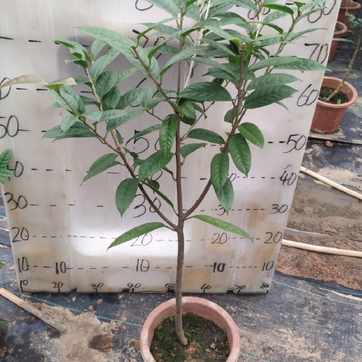 东兴市金花茶苗 金花茶盆栽 防普金花茶 4年苗 当年可开花 包邮
