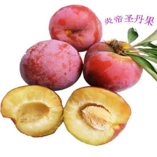 随州神农李 天然好水果