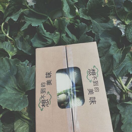 上海玉菇甜瓜  瓜棚直发南汇玉姑，现摘现发保证新鲜