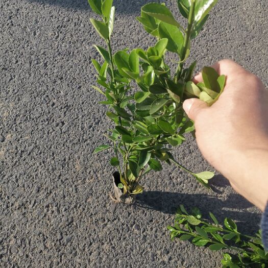 杭州 大叶黄杨杯苗