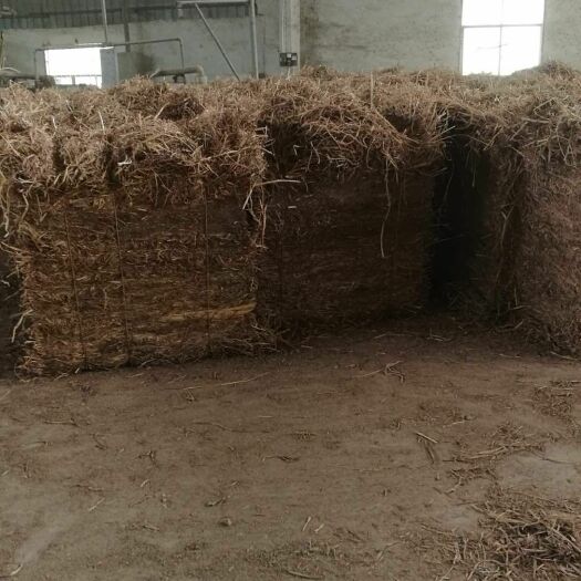 习水县稻草  牛羊料草包拉青贮草 茅台镇酒厂专用过的草 养殖牛场专