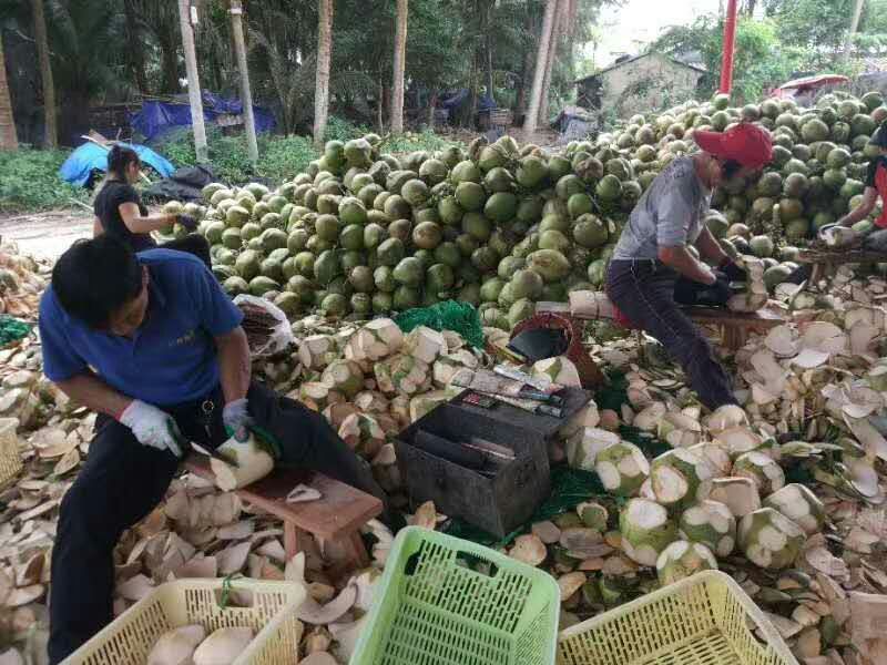 椰青 现摘现卖，保鲜度，保质量！