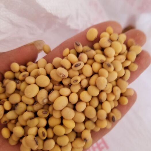 江安县黄大豆 生大豆 1等品