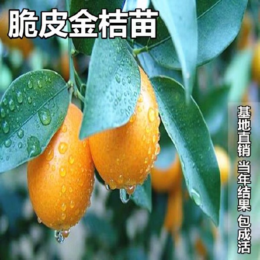灵山县四季金桔苗 四季金桔，带营养杯发货。