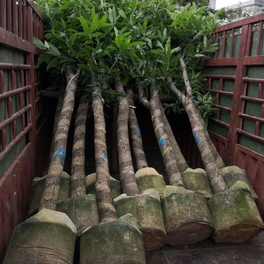 普宁市金煌芒果苗  广东普宁绿化芒果树大量供应米径8-10-12-15公分袋苗