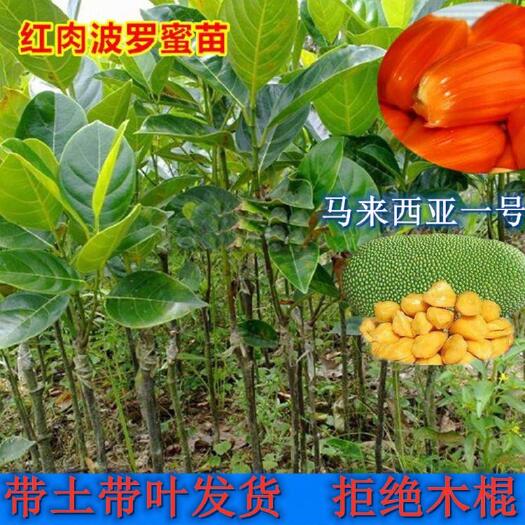 灵山县红肉菠萝蜜苗 泰国红肉12号，红肉红丝干苞脆甜，马来西亚一号