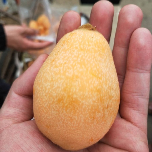 盐边县 枇杷