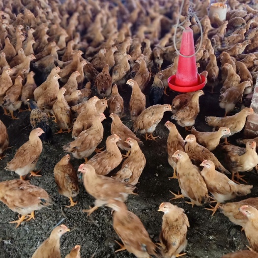 兴业县阉鸡苗  三黄童鸡！灵山土童鸡！麻鸡童鸡！大量大货岀售