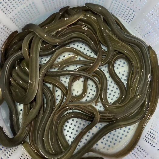 广州 白鳗鱼苗