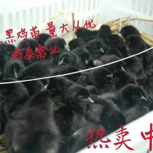 南京 常年提供优质五黑绿壳蛋鸡苗，包成活，包运输，
