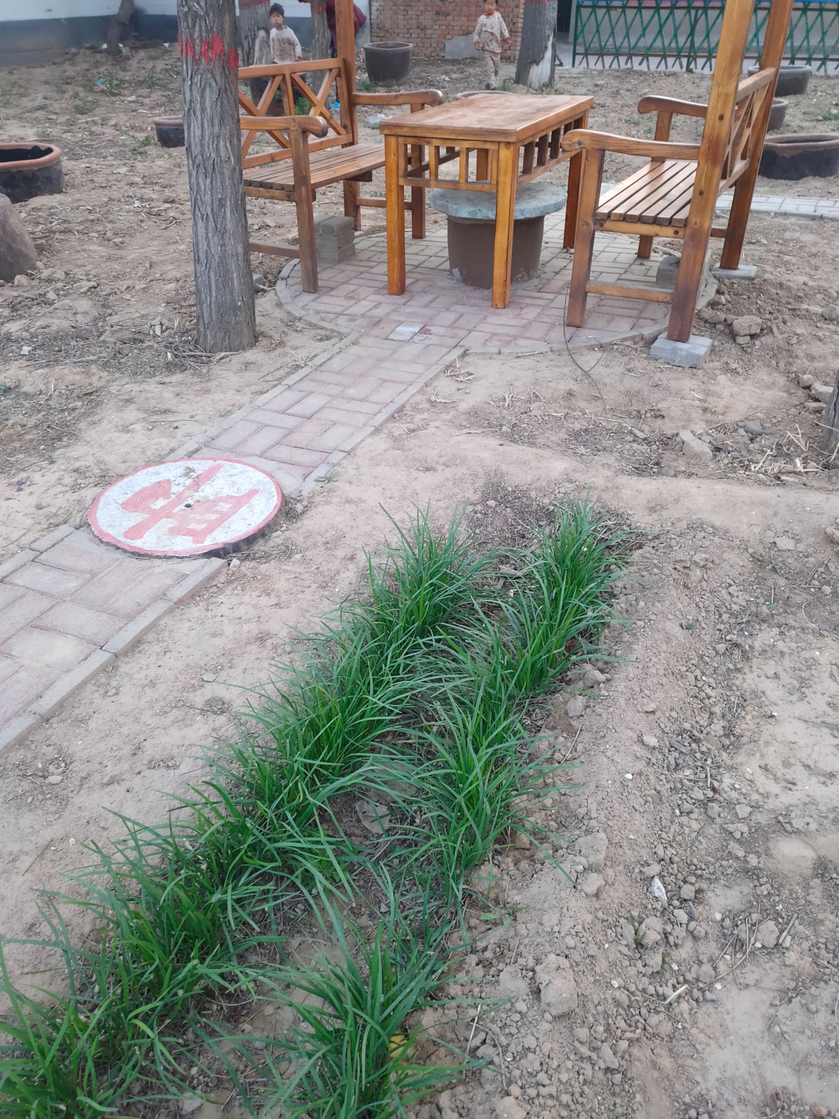 韭菜根包邮现挖新紫根韭菜苗